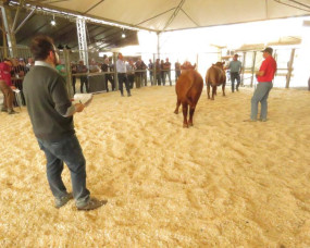 Presidente da SOMEVESC visita AgroPonte 2018